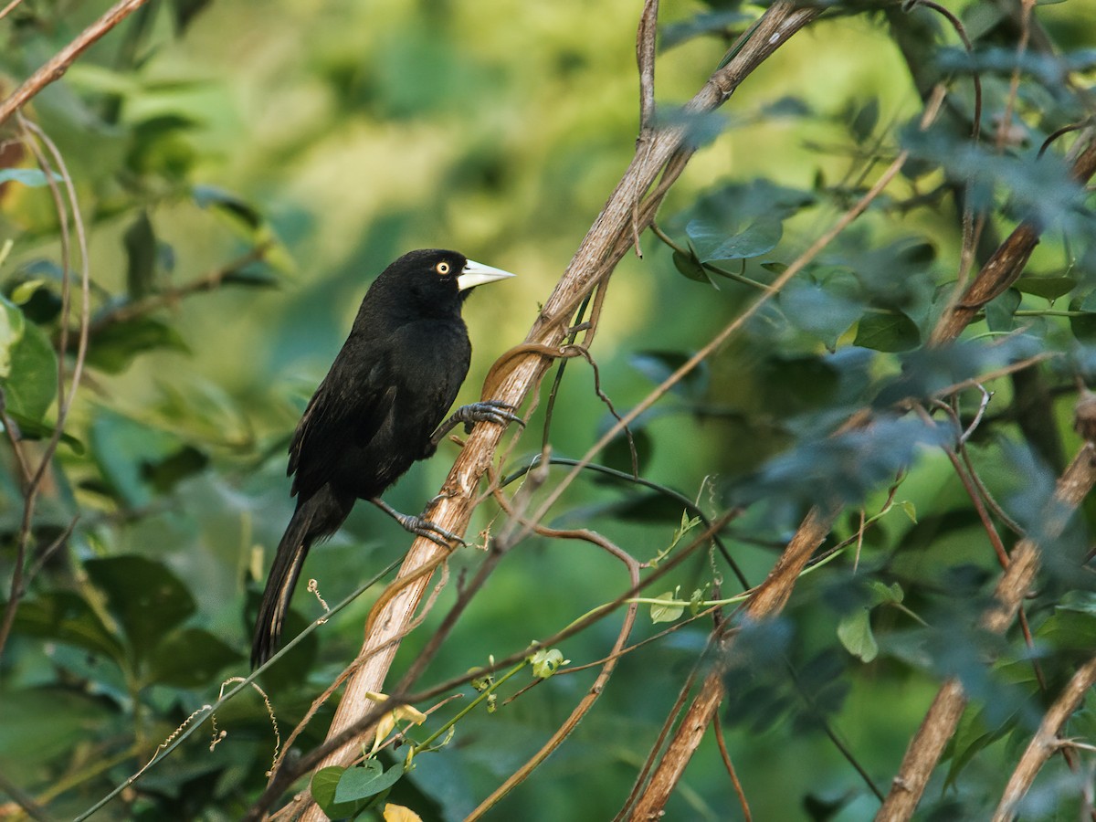 Cacique Piquiclaro (holosericeus/flavirostris) - ML248571411