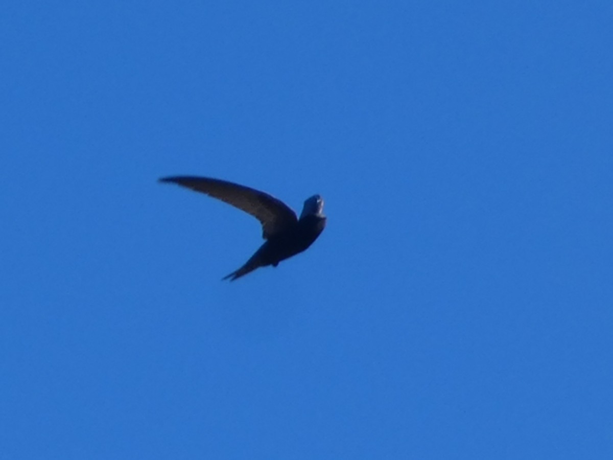 Common Swift - David Santamaría Urbano