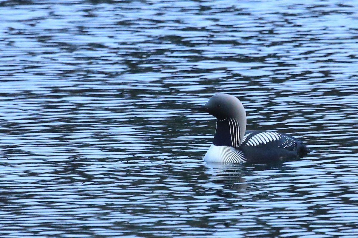 Pacific Loon - ML248571731