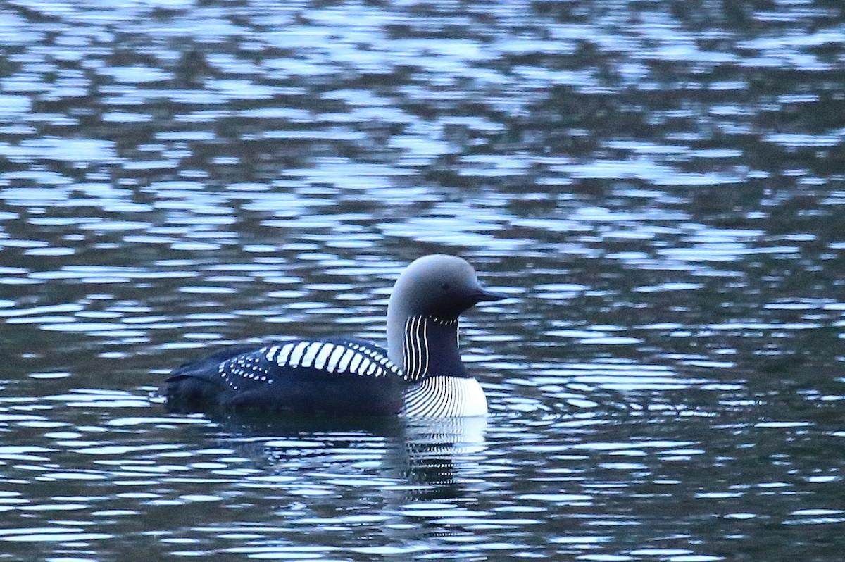 Pacific Loon - ML248571791