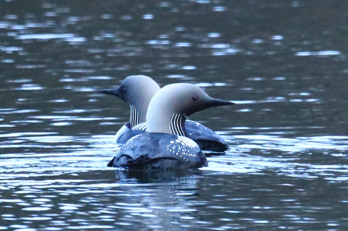 Pacific Loon - ML248571881