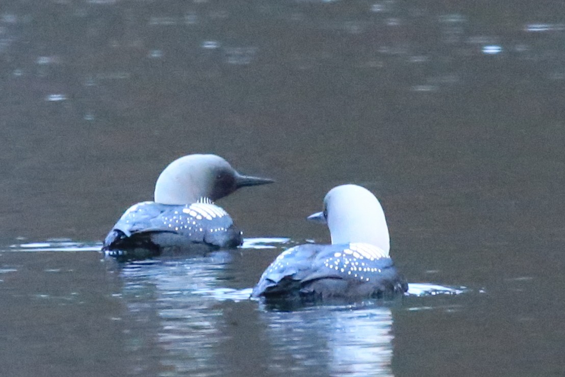 Pacific Loon - ML248571921