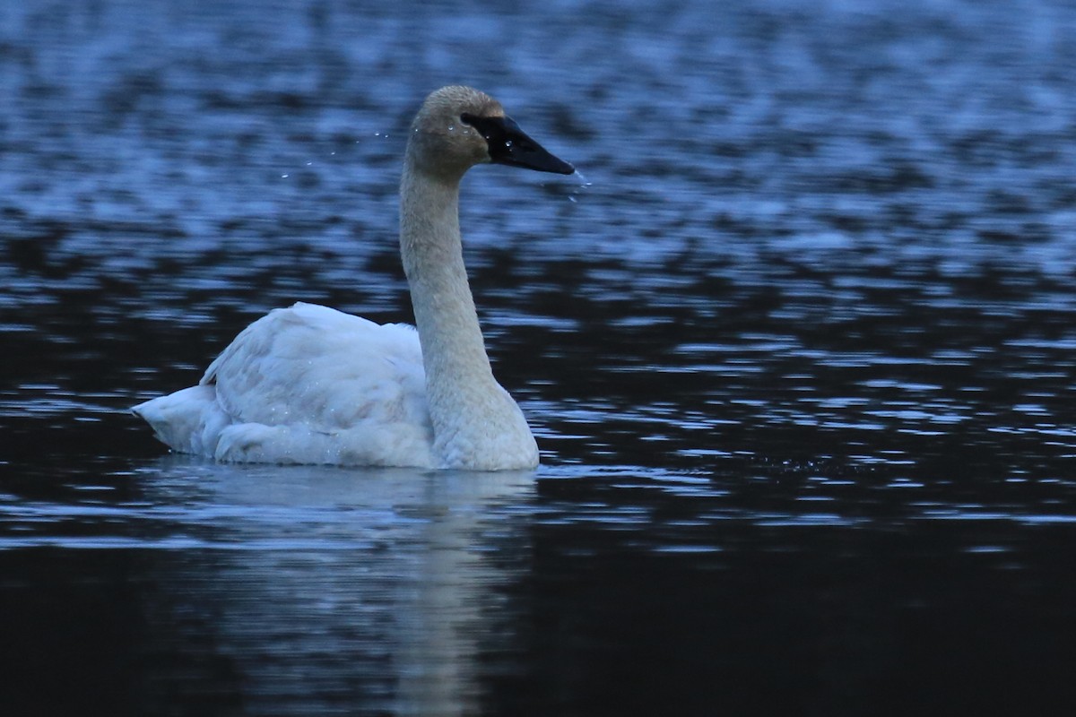 Trumpeter Swan - ML248571961