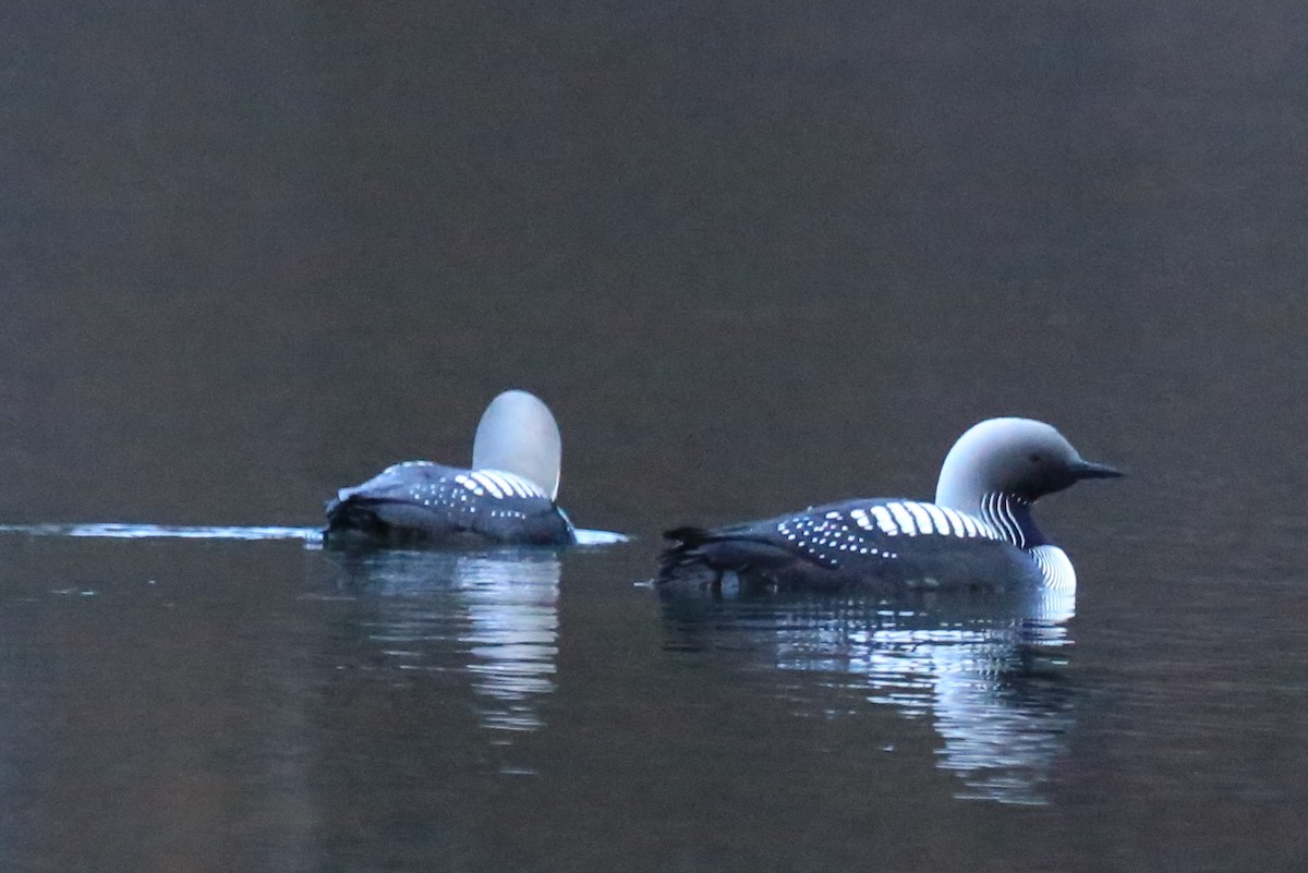 Pacific Loon - ML248572151