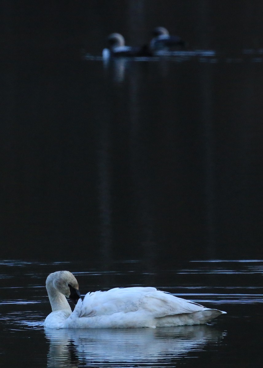 Trumpeter Swan - ML248572281