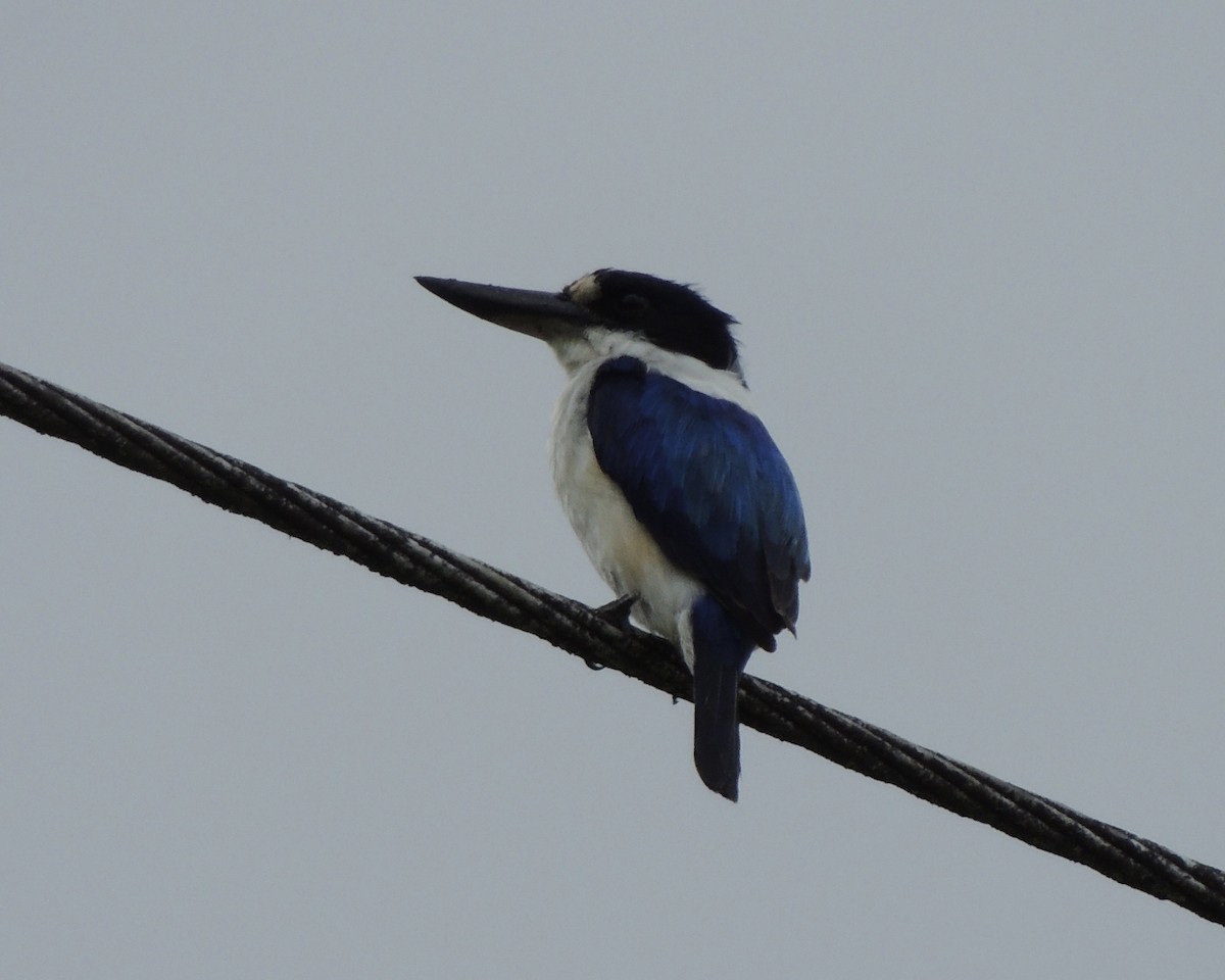 Forest Kingfisher - ML248572731