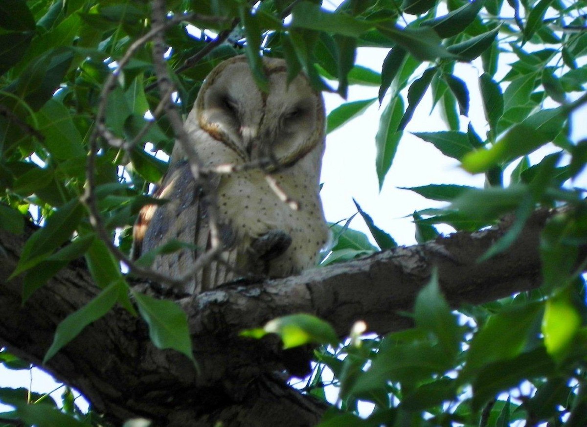 Barn Owl - ML24857331