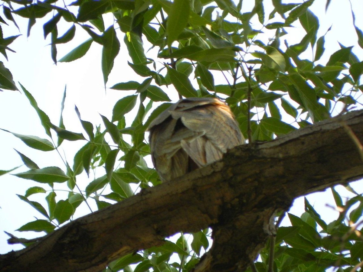 Barn Owl - ML24857341