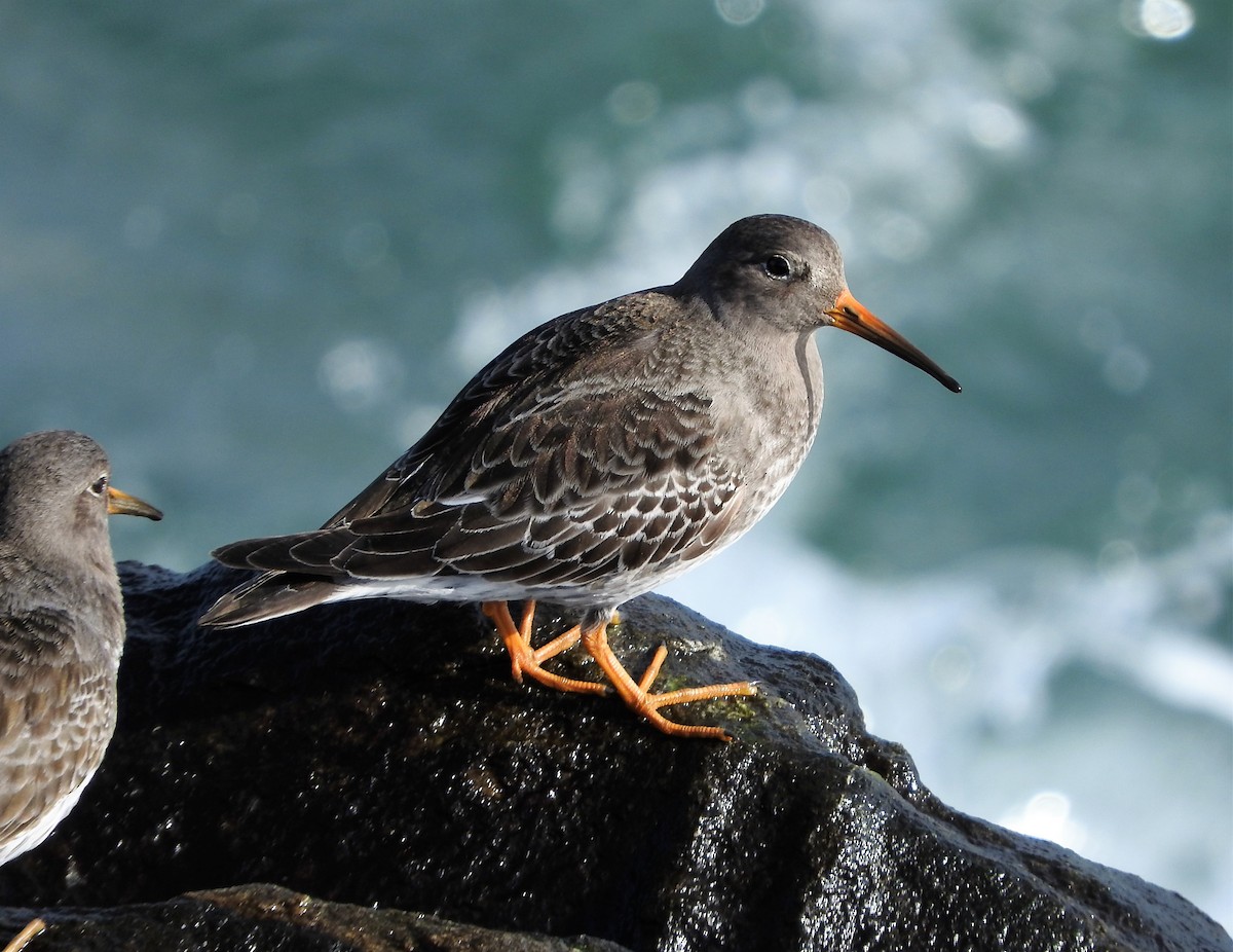 Purple Sandpiper - Jeff Cherry