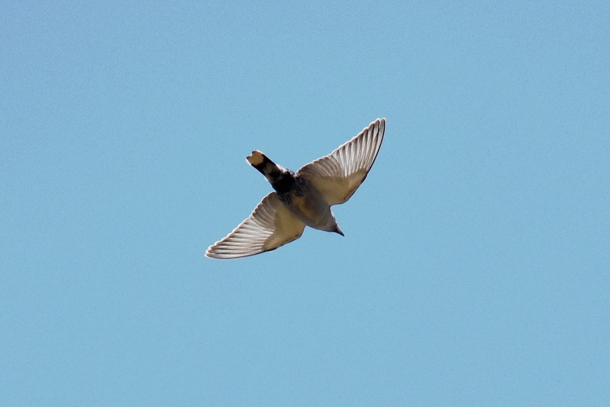 Black-faced Woodswallow - ML24857381