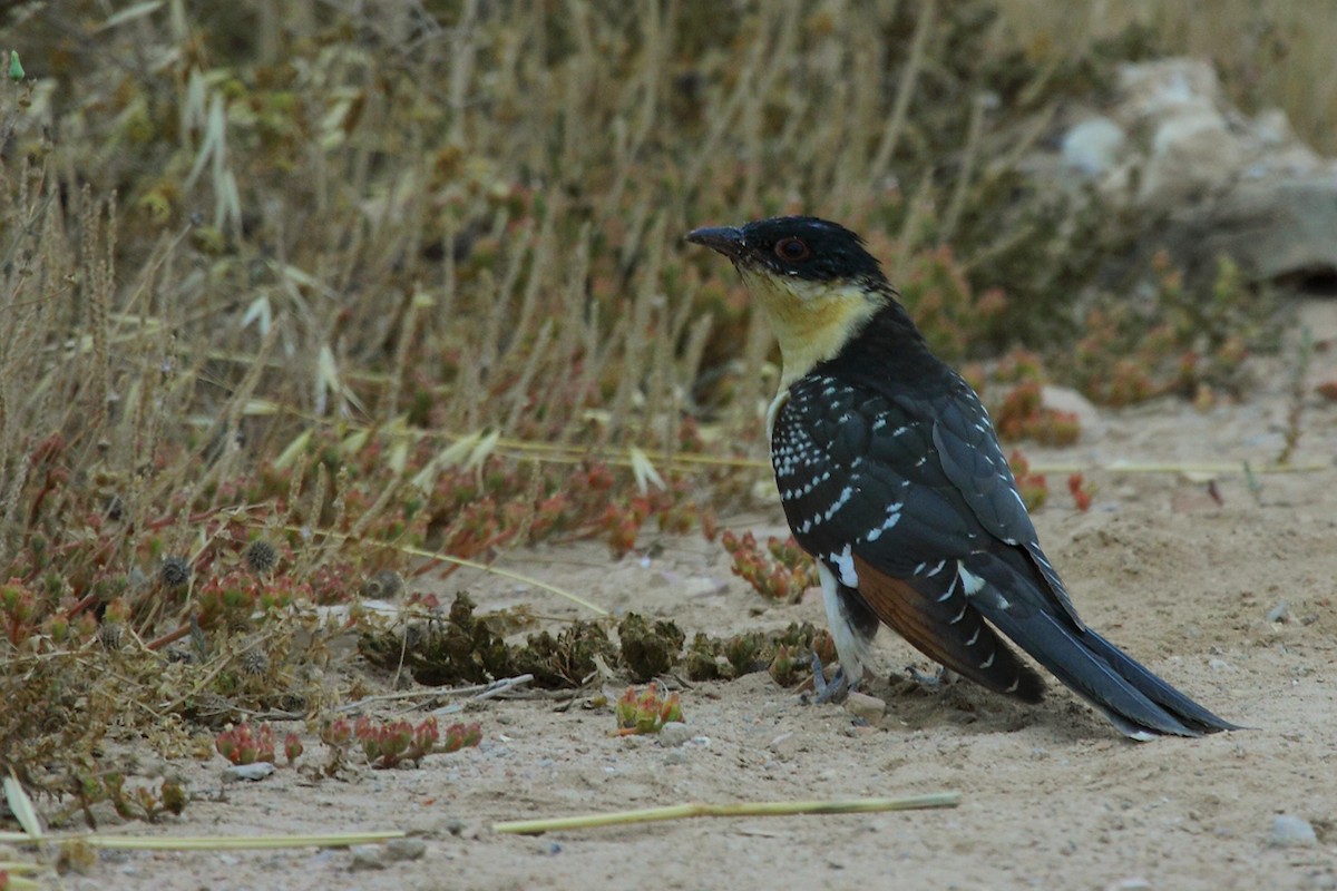 Great Spotted Cuckoo - António Gonçalves