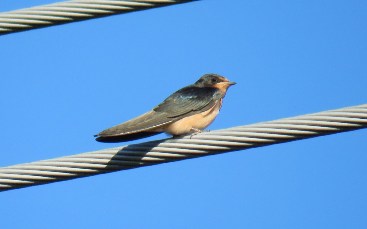 Barn Swallow - ML248574531