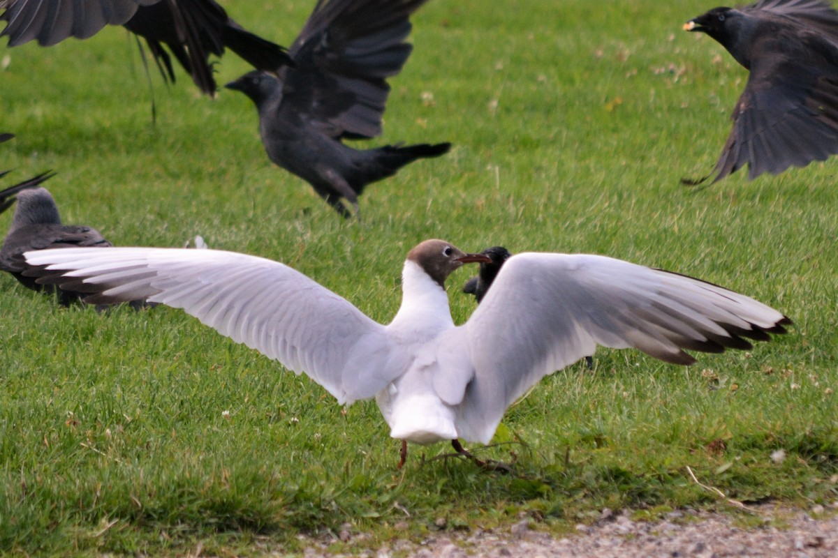 Black-headed Gull - ML248575801