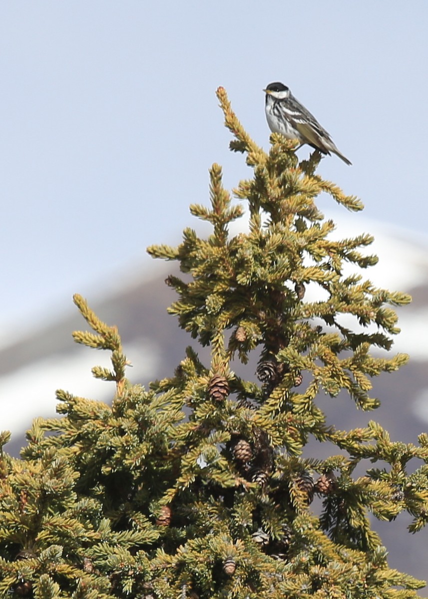 Blackpoll Warbler - ML248577501