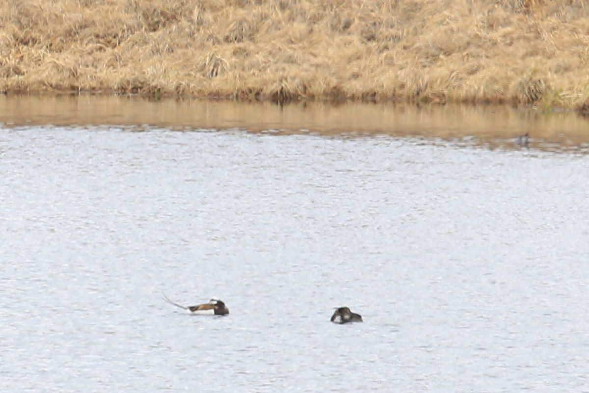 Long-tailed Duck - ML248577971