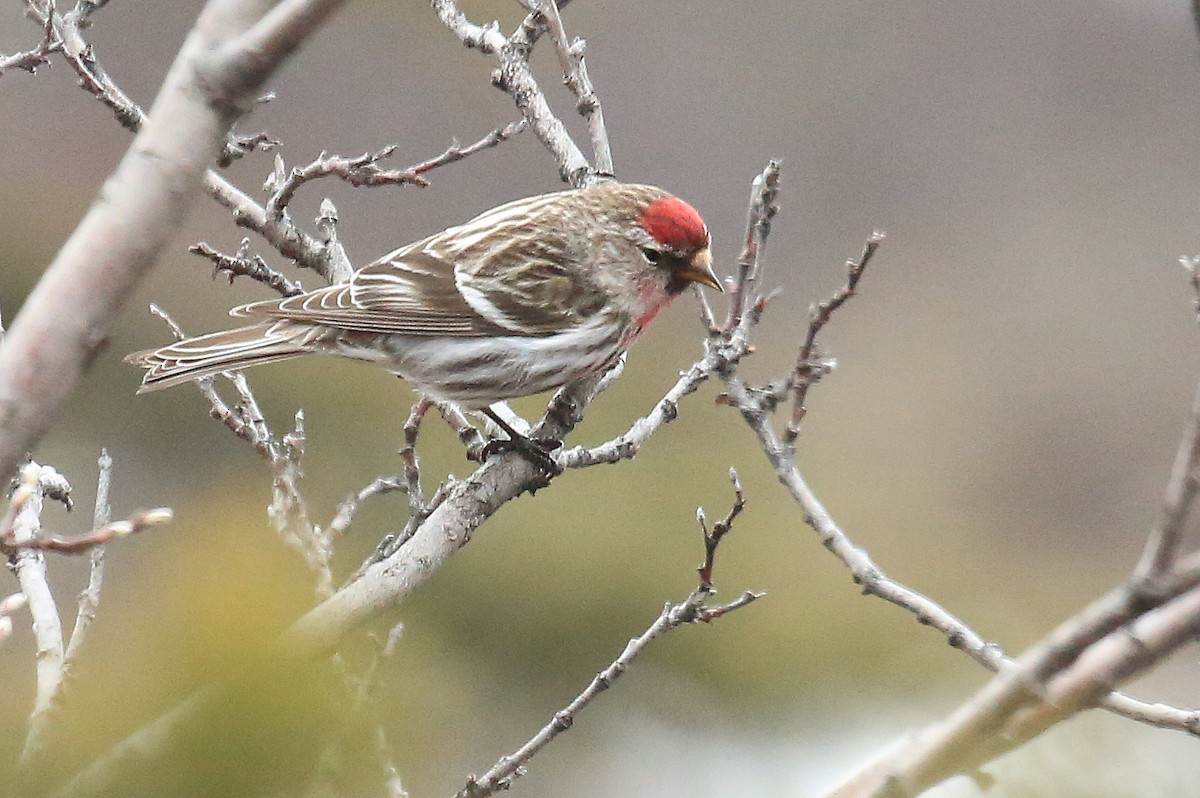 Common Redpoll - ML248578521