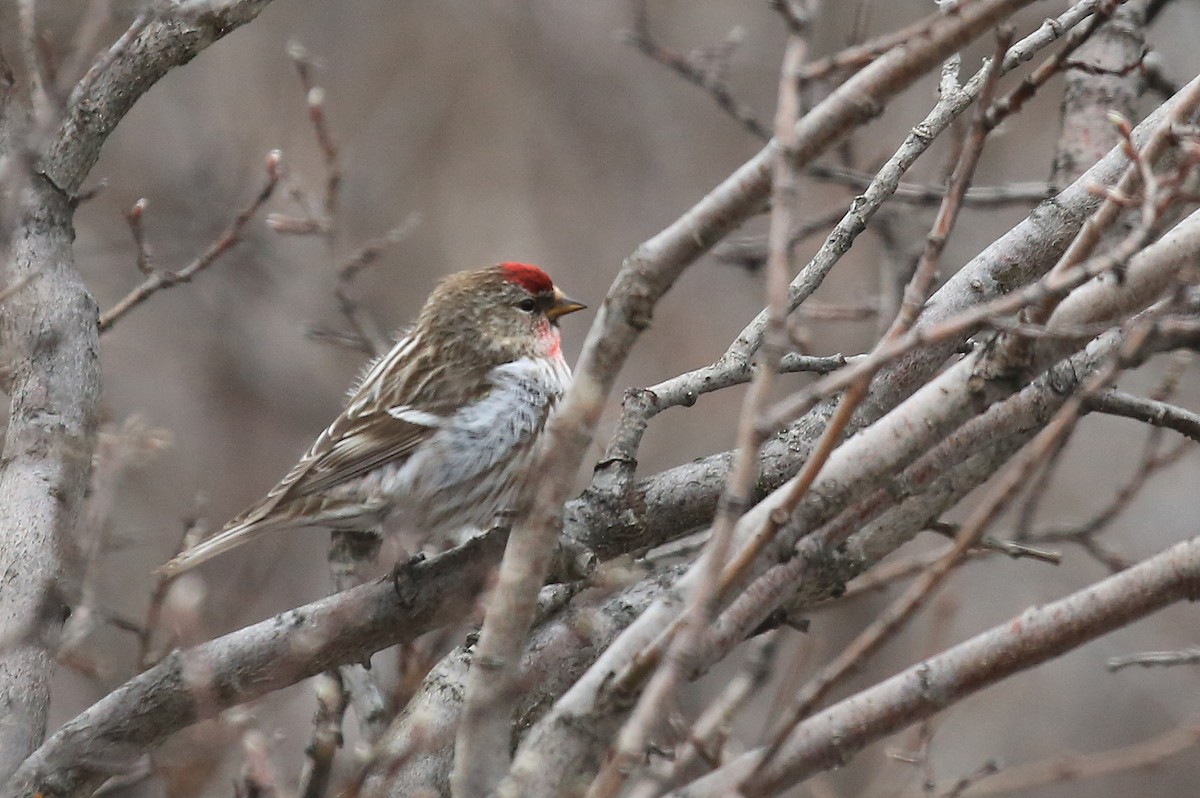 Common Redpoll - ML248578531