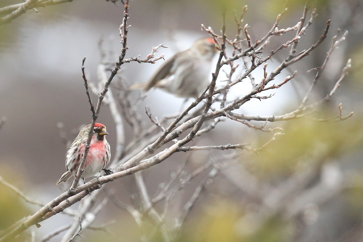 Common Redpoll - ML248578541