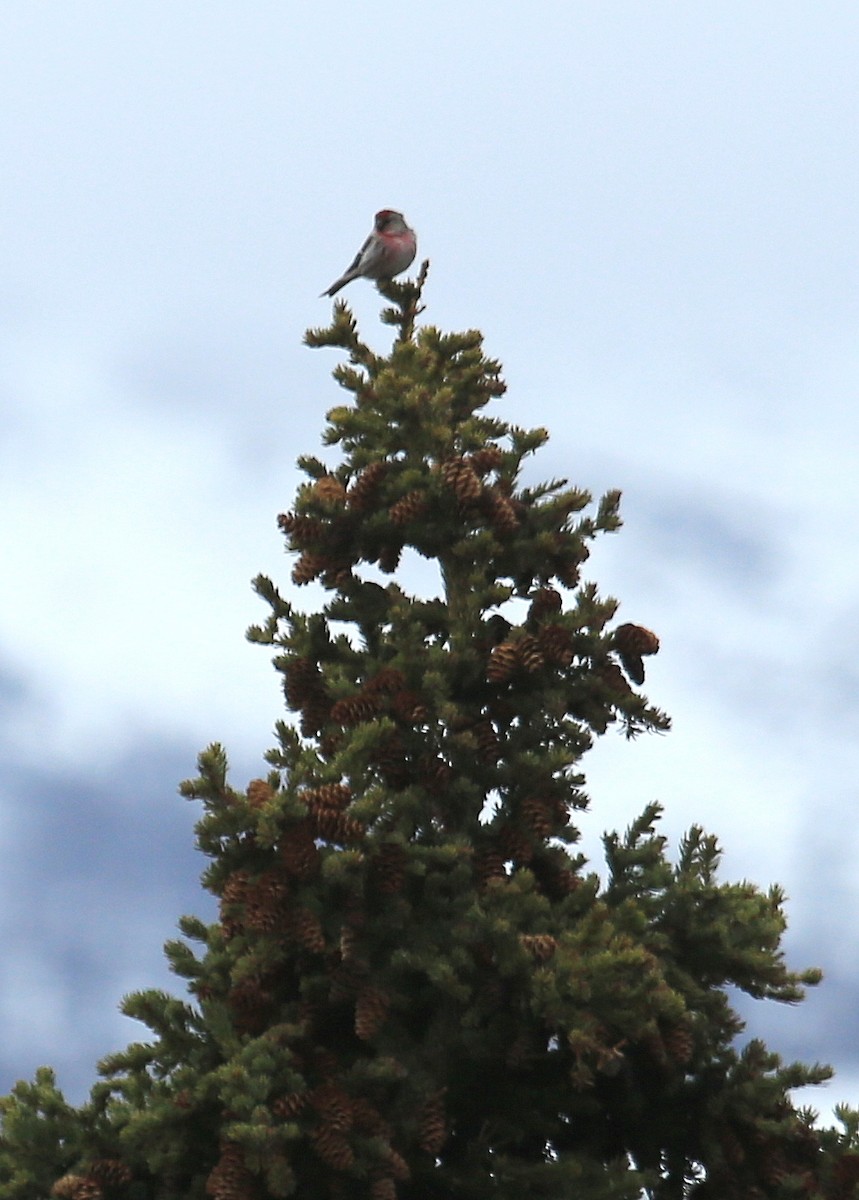 Common Redpoll - ML248578551