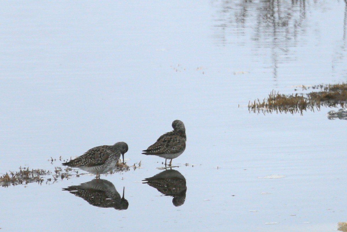 Lesser Yellowlegs - ML248578631