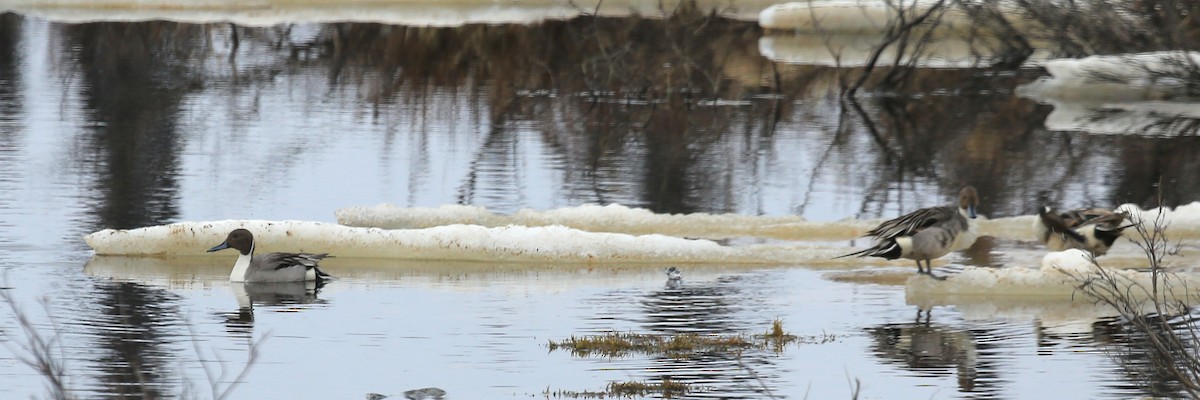 Northern Pintail - ML248578671