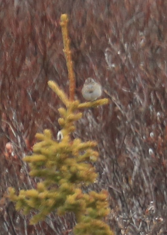 Lincoln's Sparrow - ML248578721