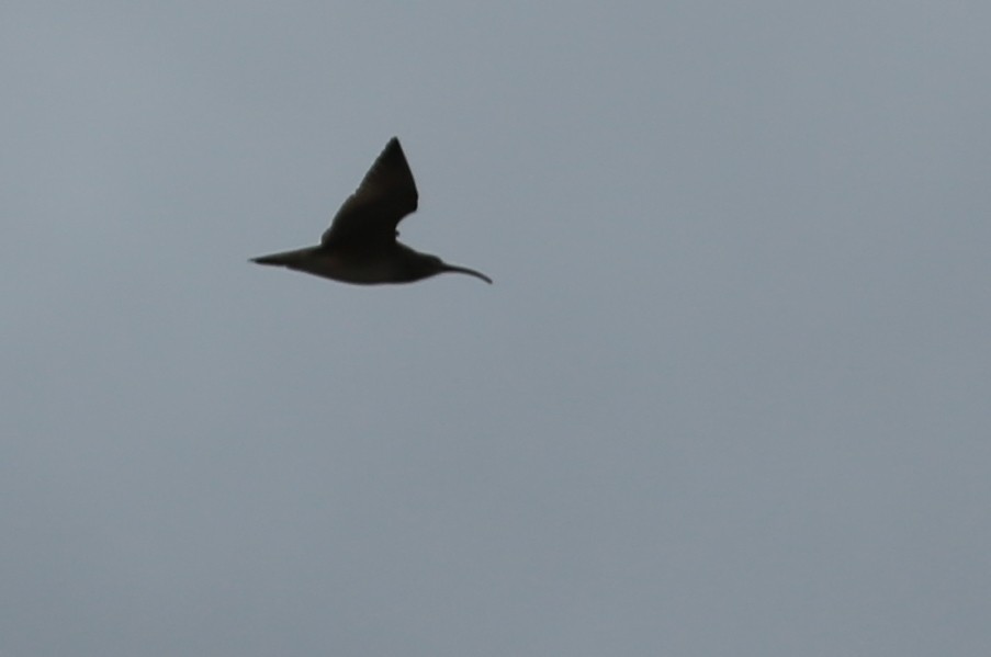 Whimbrel - ML248578791