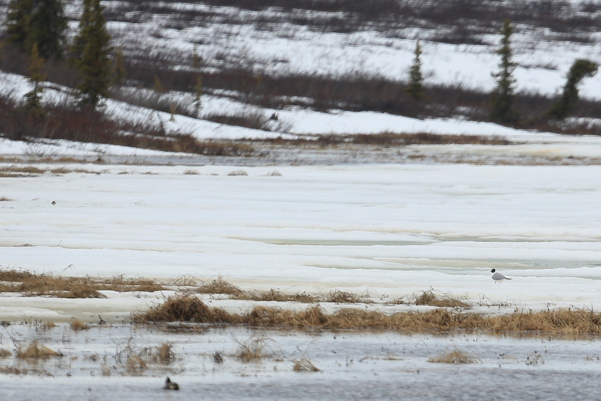 Bonaparte's Gull - ML248578951