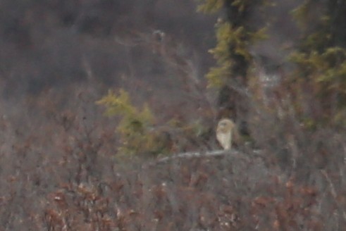 Short-eared Owl - ML248579061