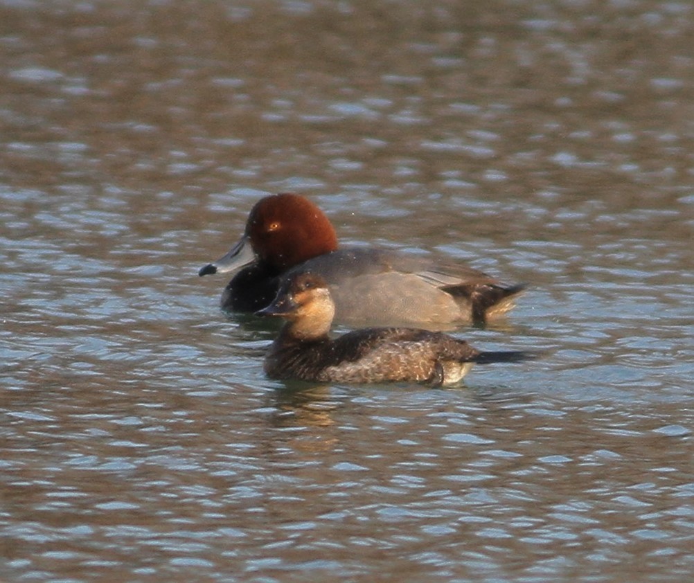 Ruddy Duck - Matthew Valencic