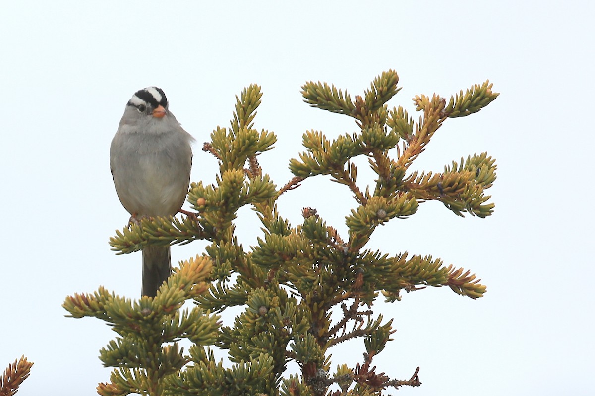 White-crowned Sparrow - ML248579111