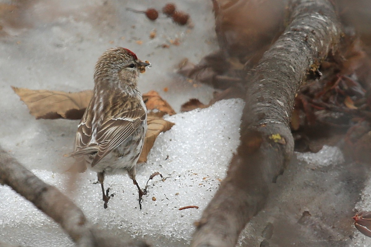 Common Redpoll - ML248579161