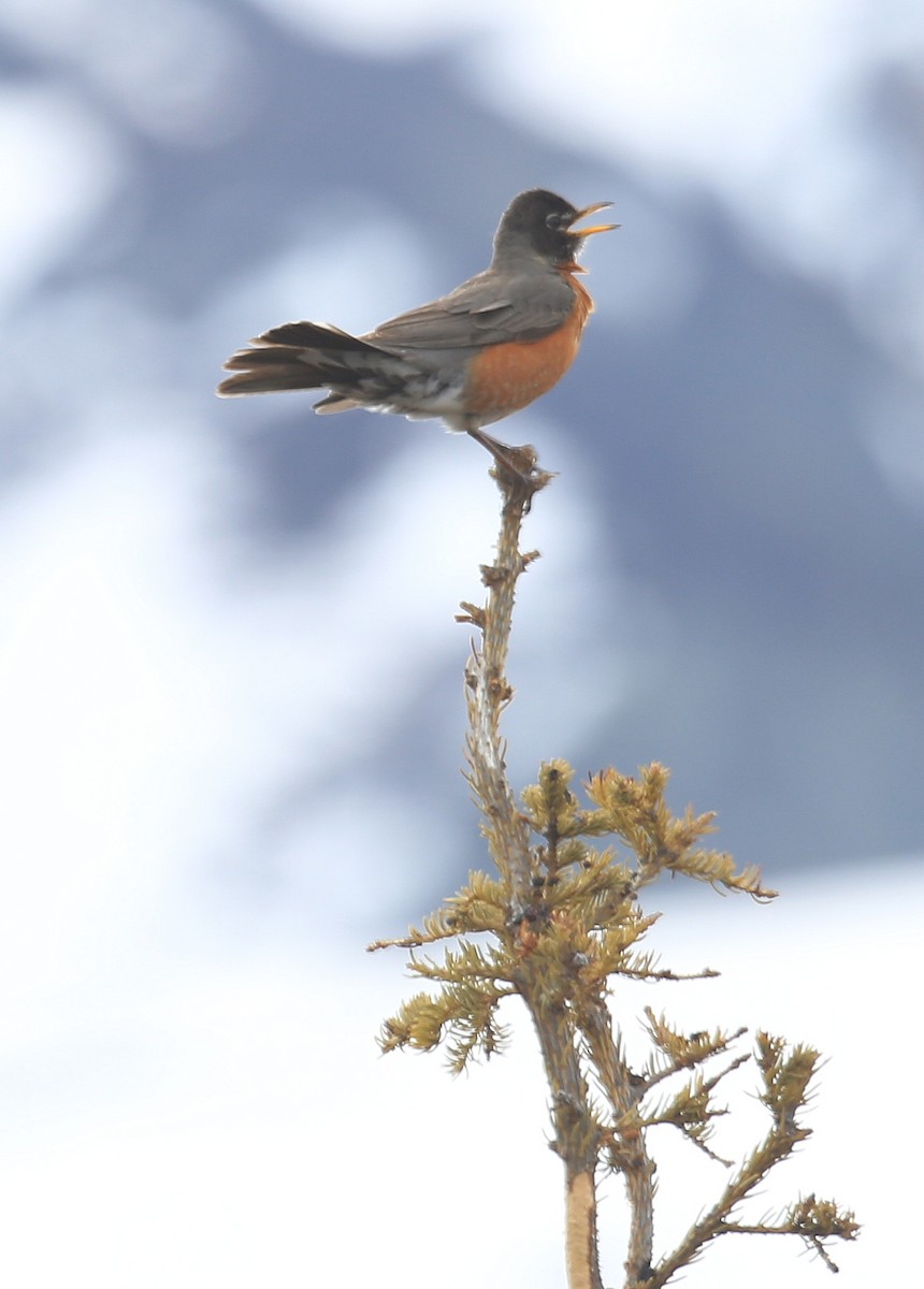 American Robin - Tim Lenz