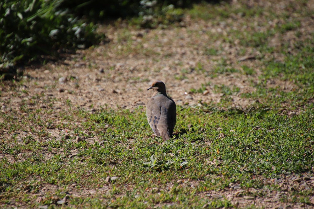 Mourning Dove - ML248579291