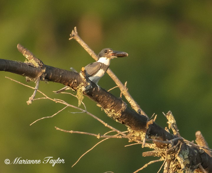 Belted Kingfisher - ML248580511