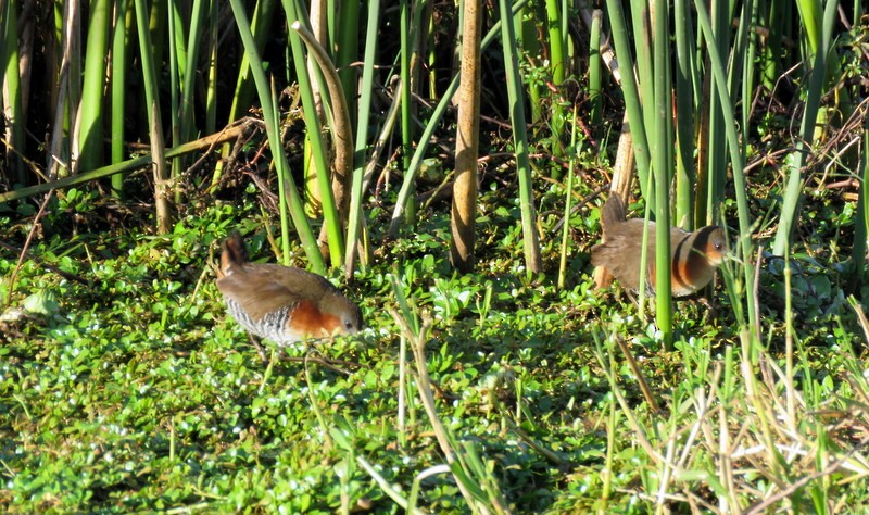 Rufous-sided Crake - Juan Muñoz de Toro