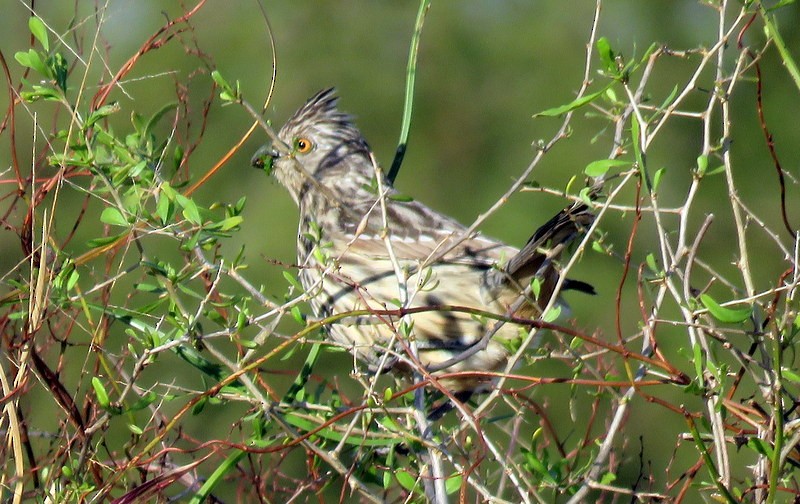 White-tipped Plantcutter - ML248580951