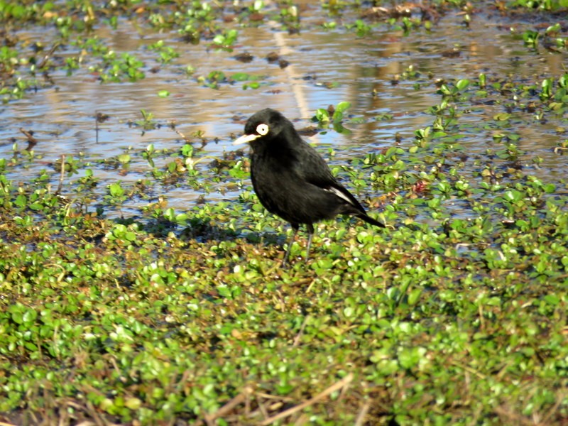 Spectacled Tyrant - ML248581031