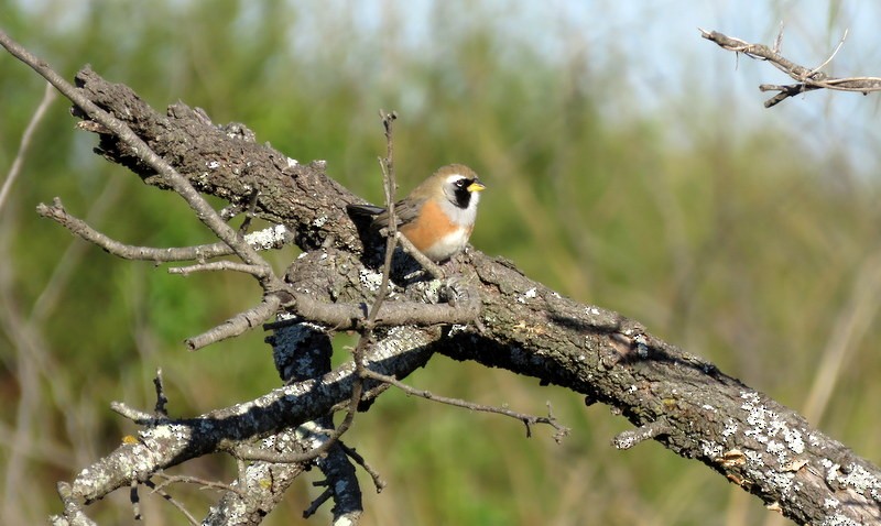 Many-colored Chaco Finch - ML248581261