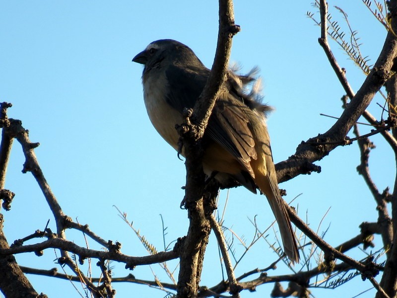 Bluish-gray Saltator - Juan Muñoz de Toro