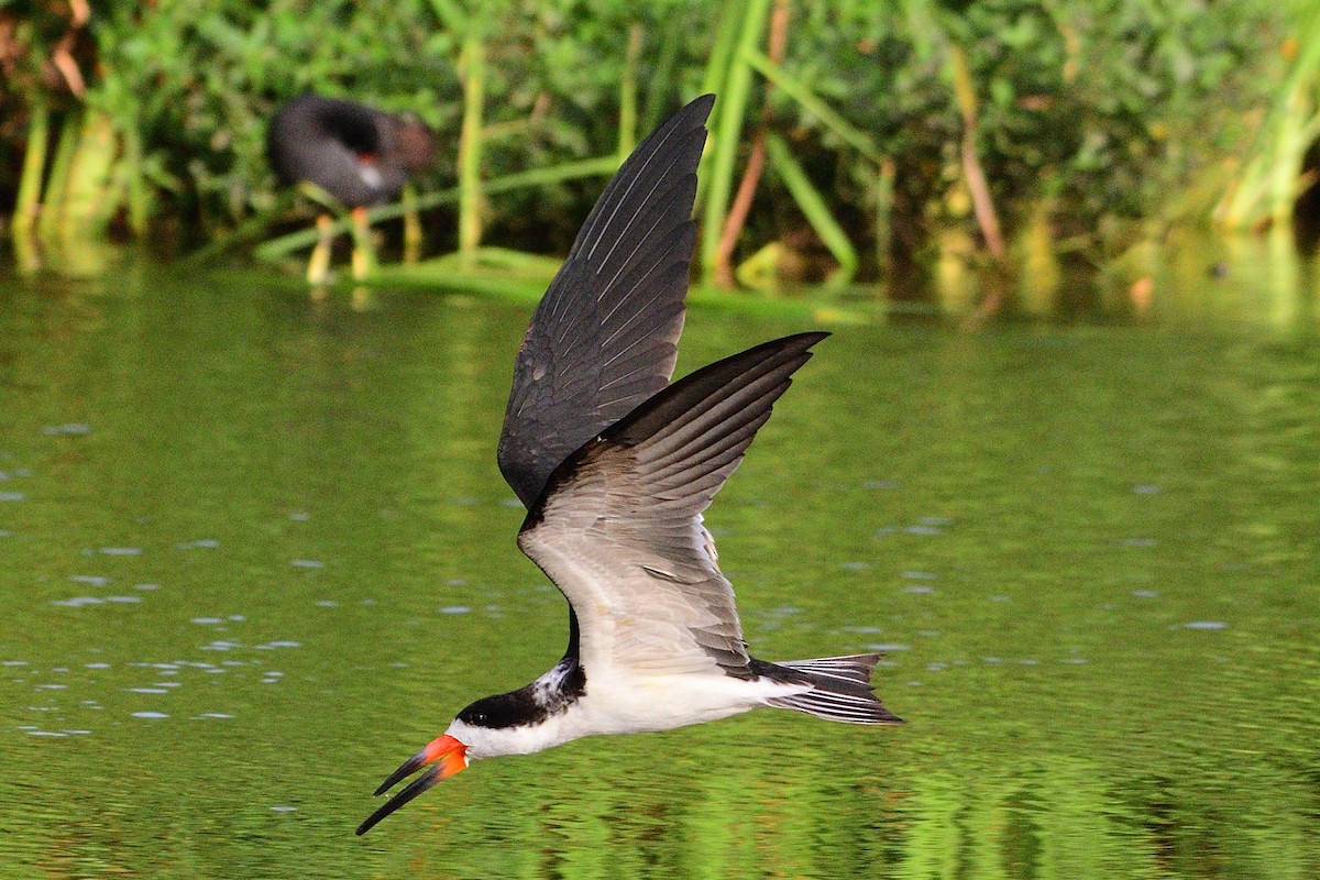 Black Skimmer - ML248581641