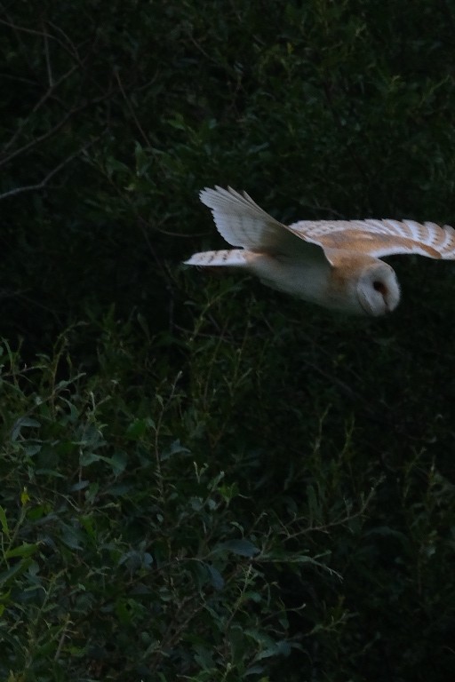 Western Barn Owl - Philip Lau