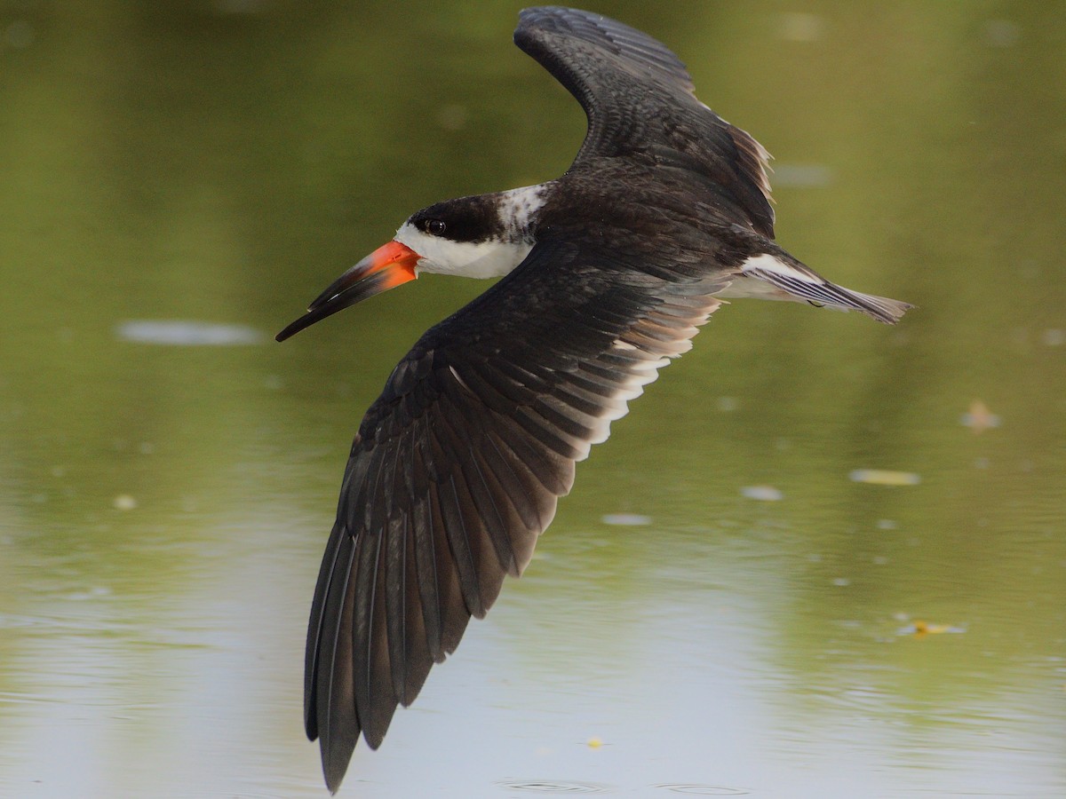 Black Skimmer - ML248582671