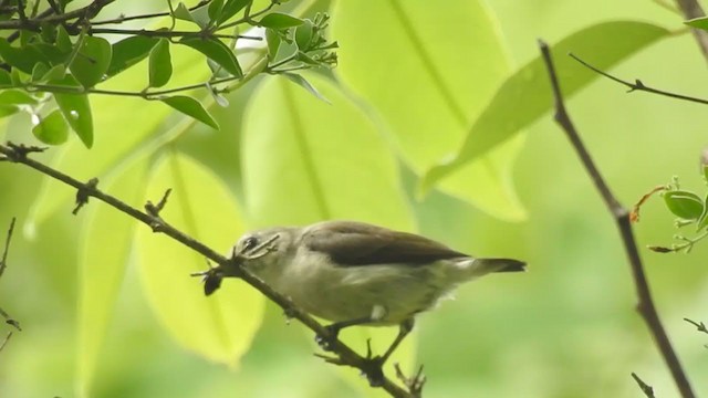 Nilgiri Flowerpecker - ML248582811