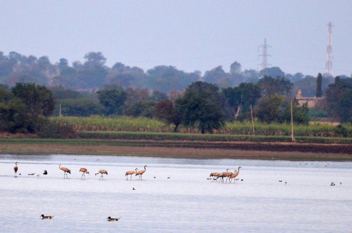 Common Crane - ML24858331