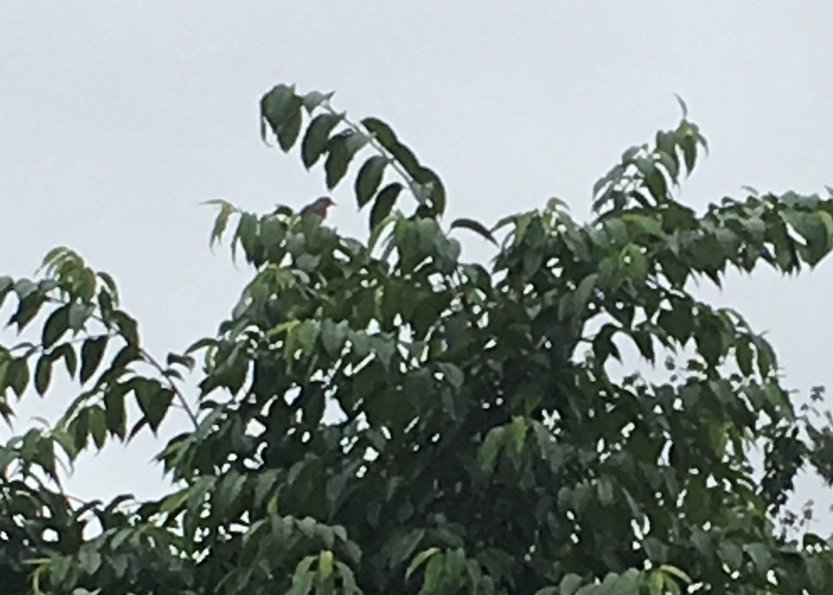 Northern Mockingbird - Robin M