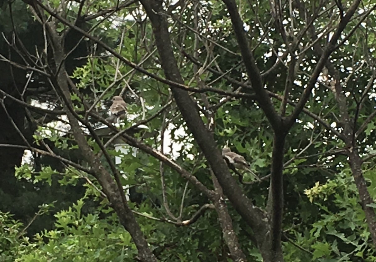 Northern Mockingbird - ML248583571