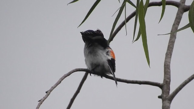 Minivet Ventriblanco - ML248584321