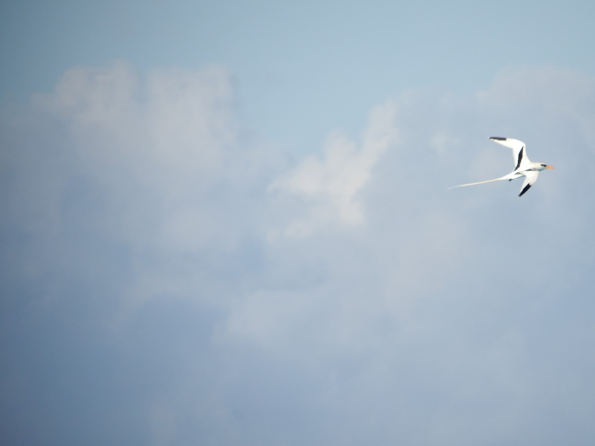 White-tailed Tropicbird - Randolph "Casper" Burrows