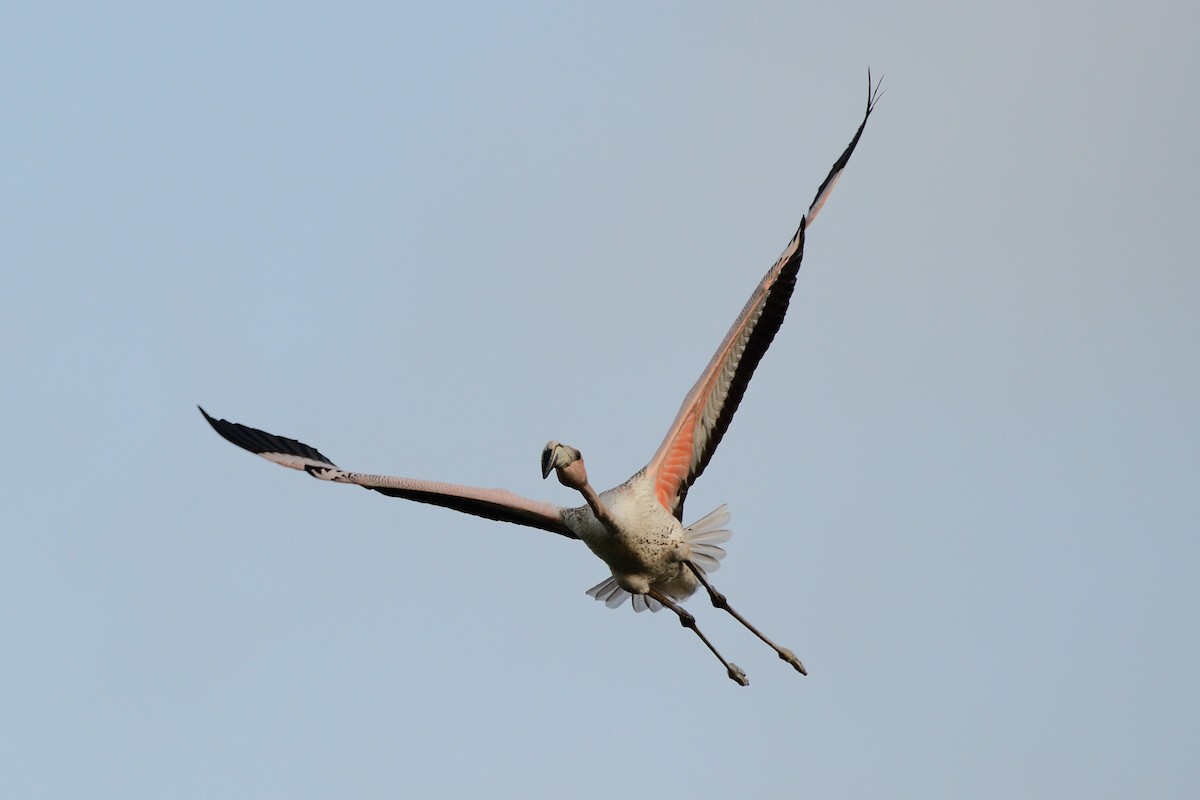 American Flamingo - Michael Tromp